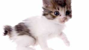 4 Факти за feline опашки и сродни детали